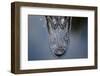 Looking Down Portrait onto the Top of an Alligator Head in the Water in Florida-Karine Aigner-Framed Photographic Print