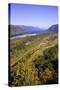 Looking East up the Columbia River, Columbia River Gorge National Scenic Area, Oregon-Craig Tuttle-Stretched Canvas