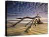 Looking Like a Sea Serpent, a Piece of Driftwood on the Beach at Dawn in Jekyll Island, Georgia-Frances Gallogly-Stretched Canvas
