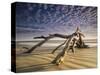 Looking Like a Sea Serpent, a Piece of Driftwood on the Beach at Dawn in Jekyll Island, Georgia-Frances Gallogly-Stretched Canvas