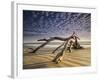 Looking Like a Sea Serpent, a Piece of Driftwood on the Beach at Dawn in Jekyll Island, Georgia-Frances Gallogly-Framed Photographic Print