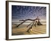 Looking Like a Sea Serpent, a Piece of Driftwood on the Beach at Dawn in Jekyll Island, Georgia-Frances Gallogly-Framed Photographic Print