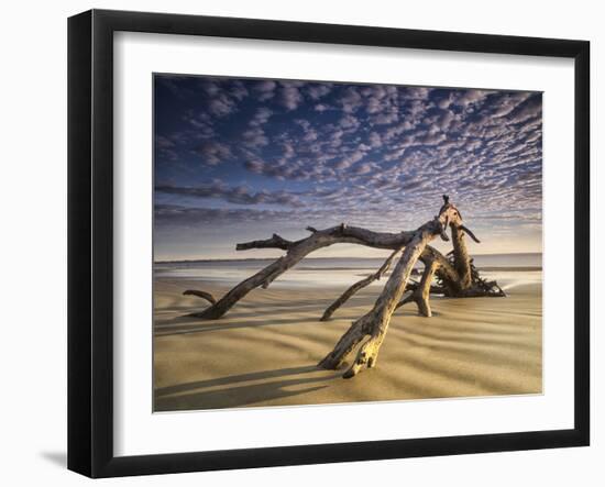 Looking Like a Sea Serpent, a Piece of Driftwood on the Beach at Dawn in Jekyll Island, Georgia-Frances Gallogly-Framed Photographic Print