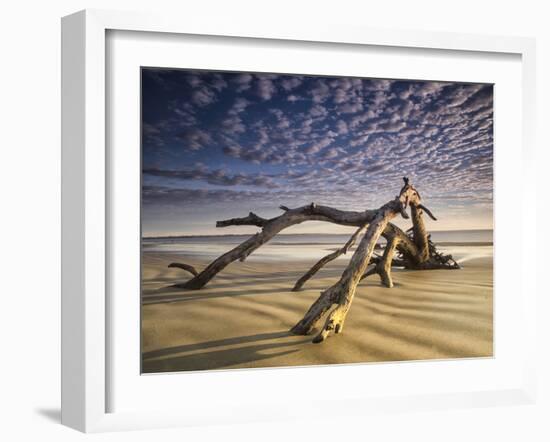 Looking Like a Sea Serpent, a Piece of Driftwood on the Beach at Dawn in Jekyll Island, Georgia-Frances Gallogly-Framed Photographic Print