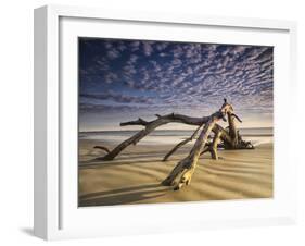 Looking Like a Sea Serpent, a Piece of Driftwood on the Beach at Dawn in Jekyll Island, Georgia-Frances Gallogly-Framed Photographic Print