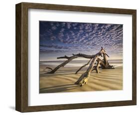 Looking Like a Sea Serpent, a Piece of Driftwood on the Beach at Dawn in Jekyll Island, Georgia-Frances Gallogly-Framed Photographic Print