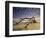 Looking Like a Sea Serpent, a Piece of Driftwood on the Beach at Dawn in Jekyll Island, Georgia-Frances Gallogly-Framed Photographic Print