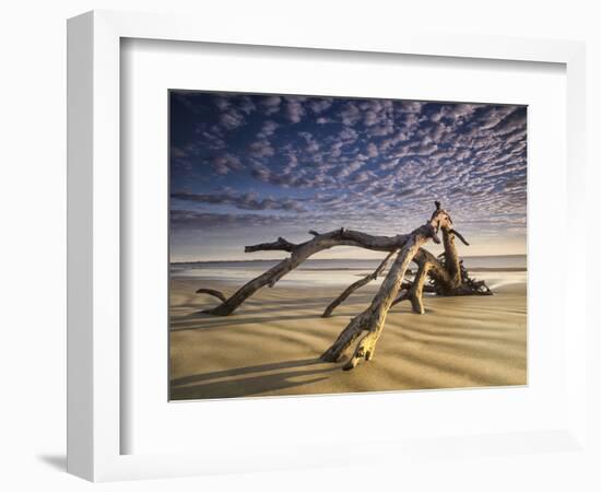 Looking Like a Sea Serpent, a Piece of Driftwood on the Beach at Dawn in Jekyll Island, Georgia-Frances Gallogly-Framed Photographic Print