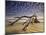 Looking Like a Sea Serpent, a Piece of Driftwood on the Beach at Dawn in Jekyll Island, Georgia-Frances Gallogly-Mounted Photographic Print