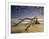 Looking Like a Sea Serpent, a Piece of Driftwood on the Beach at Dawn in Jekyll Island, Georgia-Frances Gallogly-Framed Photographic Print