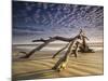 Looking Like a Sea Serpent, a Piece of Driftwood on the Beach at Dawn in Jekyll Island, Georgia-Frances Gallogly-Mounted Photographic Print