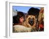 Looking Out from a Vehicle as They Wait for Security Clearance at a Checkpoint on Outskirt of Bannu-null-Framed Photographic Print