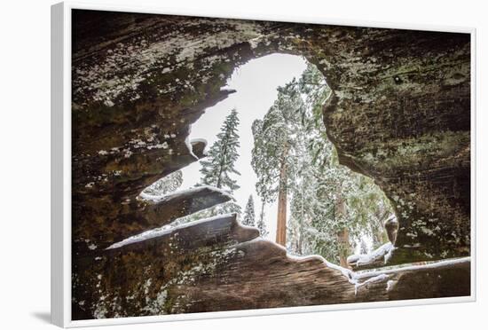 Looking Through A Hole In A Fallen Tree Trunk Out Towards Large Trees In Sequoia NP, CA-Michael Hanson-Framed Photographic Print