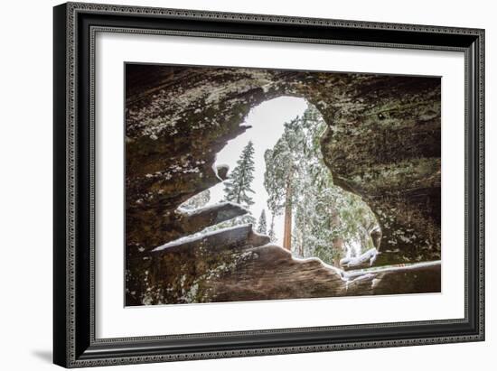 Looking Through A Hole In A Fallen Tree Trunk Out Towards Large Trees In Sequoia NP, CA-Michael Hanson-Framed Photographic Print