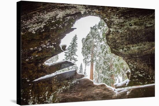 Looking Through A Hole In A Fallen Tree Trunk Out Towards Large Trees In Sequoia NP, CA-Michael Hanson-Stretched Canvas