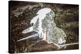 Looking Through A Hole In A Fallen Tree Trunk Out Towards Large Trees In Sequoia NP, CA-Michael Hanson-Stretched Canvas