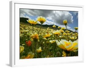 Looking thru the Tiddy Tips, Shell Creek, California, USA-Terry Eggers-Framed Photographic Print