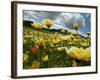 Looking thru the Tiddy Tips, Shell Creek, California, USA-Terry Eggers-Framed Photographic Print