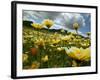 Looking thru the Tiddy Tips, Shell Creek, California, USA-Terry Eggers-Framed Photographic Print