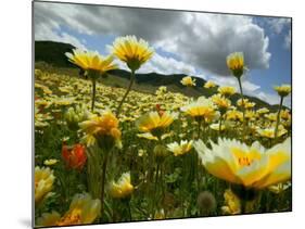 Looking thru the Tiddy Tips, Shell Creek, California, USA-Terry Eggers-Mounted Photographic Print