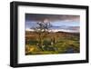 Looking to Pew Tor from Feather Tor, Dartmoor, Devon, England. Autumn (September)-Adam Burton-Framed Photographic Print