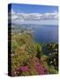 Looking Towards Funchal From Cabo Girao, One of the World's Highest Sea Cliffs, Portugal-Neale Clarke-Stretched Canvas