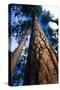 Looking Up a Ponderosa Pine Tree-Darrell Gulin-Stretched Canvas