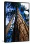 Looking Up a Ponderosa Pine Tree-Darrell Gulin-Framed Stretched Canvas