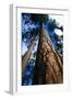 Looking Up a Ponderosa Pine Tree-Darrell Gulin-Framed Photographic Print