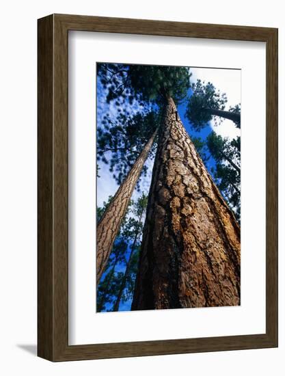 Looking Up a Ponderosa Pine Tree-Darrell Gulin-Framed Photographic Print