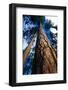 Looking Up a Ponderosa Pine Tree-Darrell Gulin-Framed Photographic Print