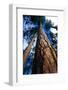 Looking Up a Ponderosa Pine Tree-Darrell Gulin-Framed Photographic Print