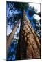 Looking Up a Ponderosa Pine Tree-Darrell Gulin-Mounted Photographic Print