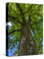 Looking up at a very tall and old tree.-Julie Eggers-Stretched Canvas