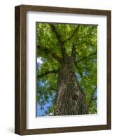 Looking up at a very tall and old tree.-Julie Eggers-Framed Photographic Print