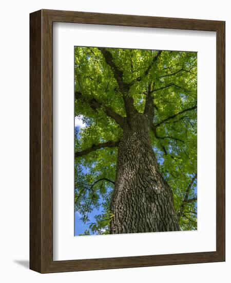 Looking up at a very tall and old tree.-Julie Eggers-Framed Photographic Print