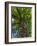 Looking up at a very tall and old tree.-Julie Eggers-Framed Photographic Print