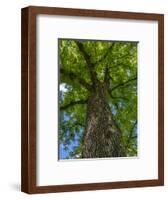 Looking up at a very tall and old tree.-Julie Eggers-Framed Photographic Print