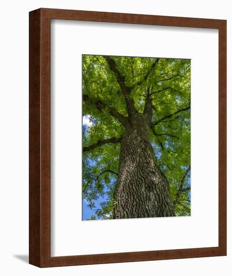 Looking up at a very tall and old tree.-Julie Eggers-Framed Photographic Print