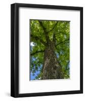 Looking up at a very tall and old tree.-Julie Eggers-Framed Photographic Print