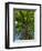 Looking up at a very tall and old tree.-Julie Eggers-Framed Photographic Print