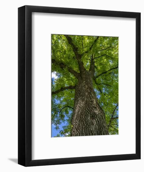 Looking up at a very tall and old tree.-Julie Eggers-Framed Photographic Print