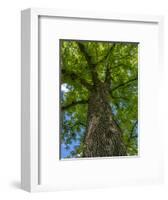 Looking up at a very tall and old tree.-Julie Eggers-Framed Photographic Print