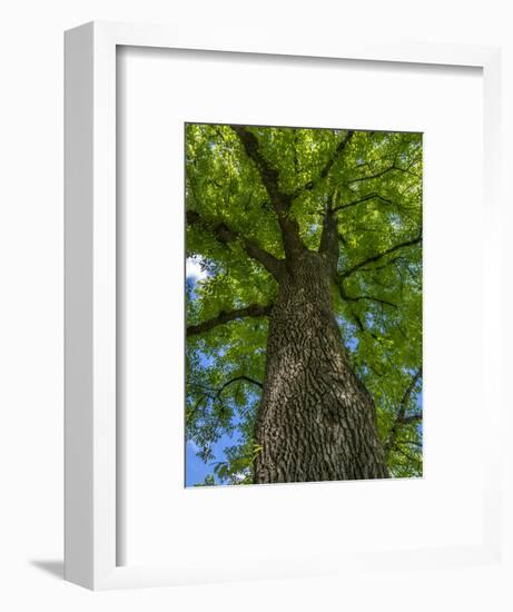 Looking up at a very tall and old tree.-Julie Eggers-Framed Photographic Print