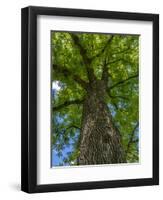 Looking up at a very tall and old tree.-Julie Eggers-Framed Photographic Print