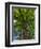 Looking up at a very tall and old tree.-Julie Eggers-Framed Photographic Print