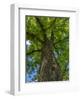 Looking up at a very tall and old tree.-Julie Eggers-Framed Photographic Print