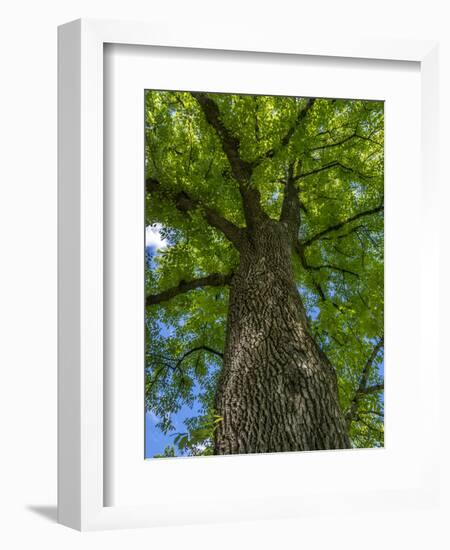 Looking up at a very tall and old tree.-Julie Eggers-Framed Photographic Print