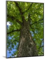 Looking up at a very tall and old tree.-Julie Eggers-Mounted Photographic Print