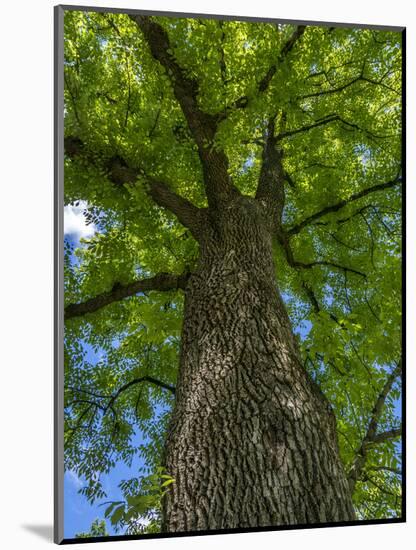 Looking up at a very tall and old tree.-Julie Eggers-Mounted Photographic Print